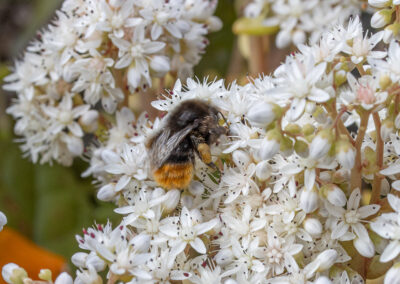 Bombus lapidarius ♀ bumblebee