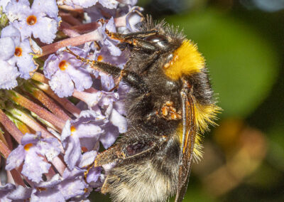 Bombus terrestris (Buff-tailed) bumblebee