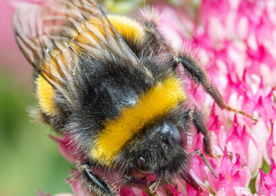 Bombus terrestris (Buff-tailed) bumblebee