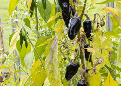 Chillies, Black Hungarian & Serrano growing in Glandernol greenhouse