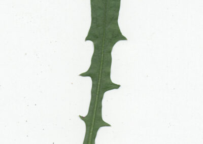 photo of leaf of Crepis capillaris (Smooth Hawk's-beard)