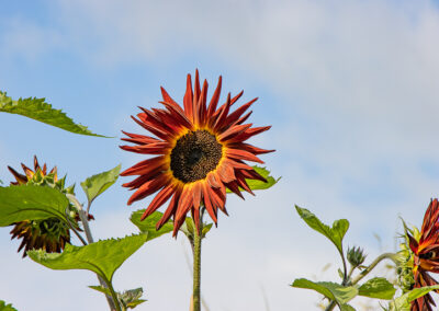 photo of Helianthus (Sunflower) 'Velvet Queen'