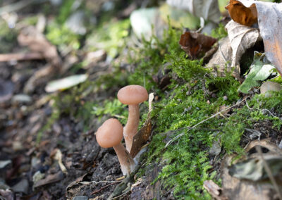 photo of Fungi in Glandernol garden