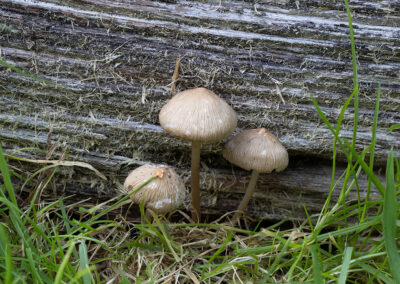 Fungi in Glandernol garden