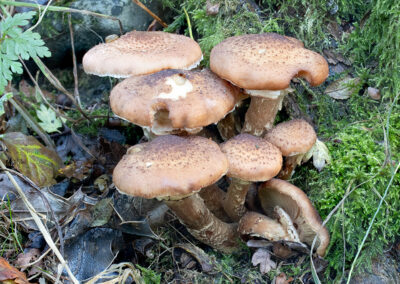 photo of Fungi in Glandernol garden