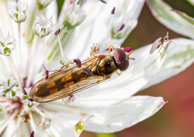photo of male Melanostoma scalare (Chequered Hoverfly)