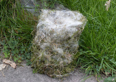photo of Muscicapa striata (Spotted Flycatcher) nest