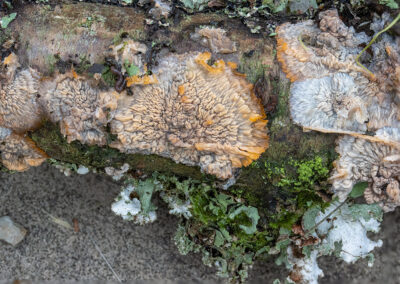 photo of Phlebia radiata (Wrinkled Crust) fungus