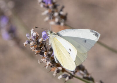 photo of Pieris rapae (Small White) butterfly