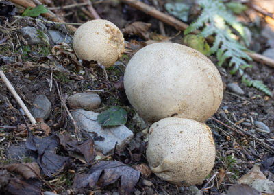 photo of Scleroderma citrinum (Common Earthball) fungus