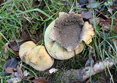 photo of mature Scleroderma citrinum (Common Earthball) fungus, burst open to release spores