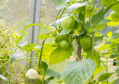 Tomatilloes growing in Glandernol greenhouse