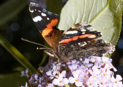photo of Vanessa atalanta (Red Admiral) butterfly