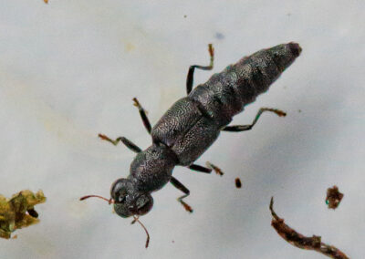 Stenus sp. (brunnipes?) (a Rove beetle)